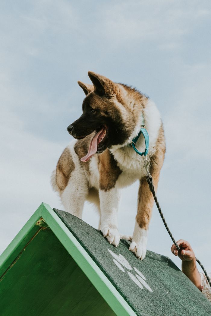 About Akita dog enjoying agility training on a sunny day outdoors. Perfect for pet lovers.