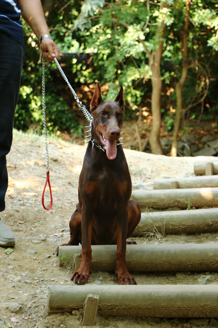 Services Doberman dog sitting on steps outdoors in a park, tongue out, ready for walk.