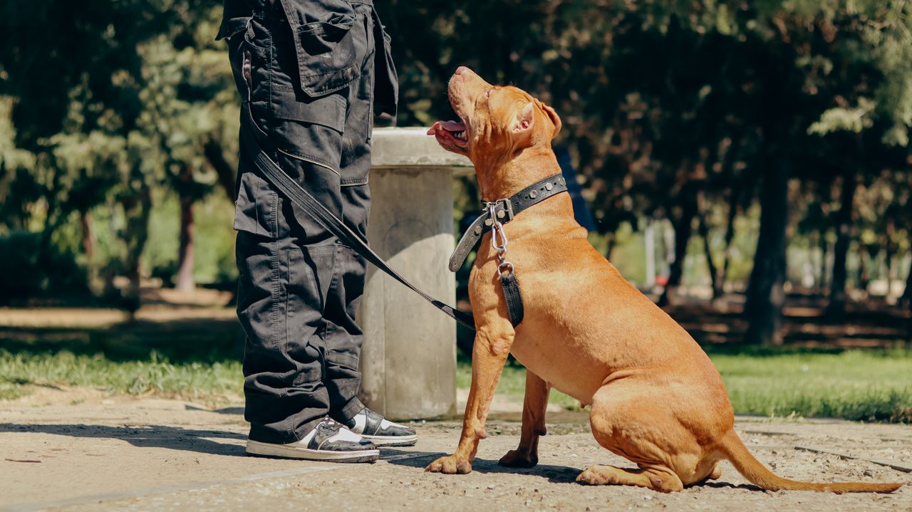 Services A brown American Pit Bull Terrier sitting obediently next to a man's legs in a park.