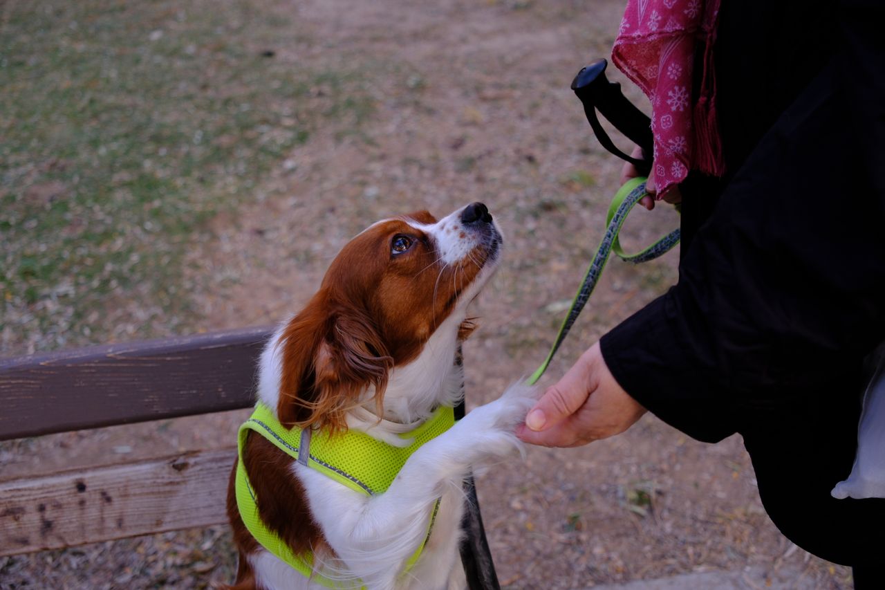 A Cavalier King Charles Spaniel giving a paw to a human in a park setting in İzmir, Türkiye.