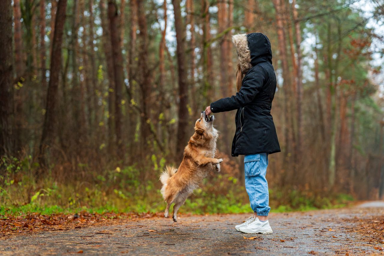 Home A person in a warm coat plays with a dog on a forest path during autumn.