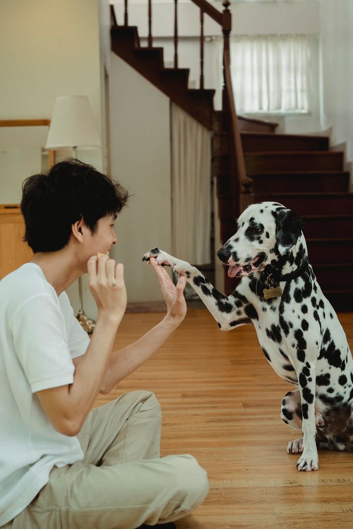 A man and his Dalmatian dog cheerfully share a high five in a cozy indoor setting.