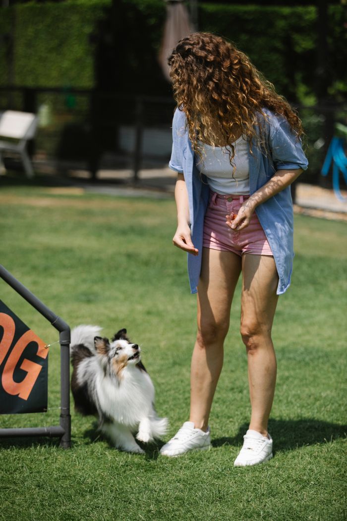 About Anonymous woman teaching attentive purebred dog with fluffy fur while standing on meadow in summer