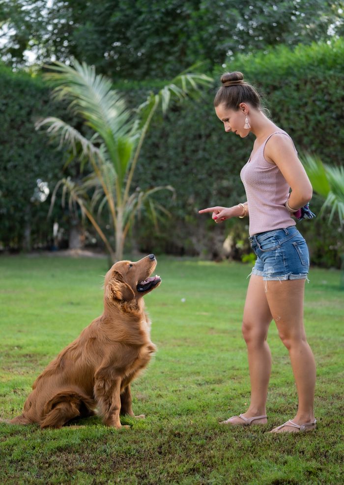 Services A young woman instructs her Golden Retriever dog in a Dubai garden, showcasing obedience training outdoors.