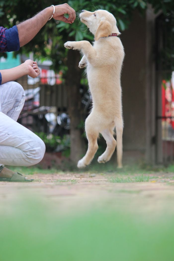 Services A playful light brown puppy jumping to receive a treat during outdoor training.